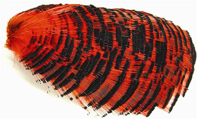 WAPSI Golden Pheasant Tippet Section